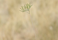 Anisotome filifolia