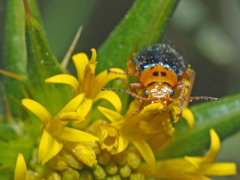 Ascolhedybius hirtus