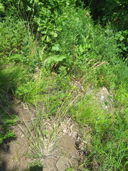 Helictochloa hookeri schelliana