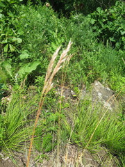 Helictochloa hookeri schelliana