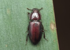Uloma culinaris