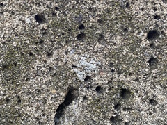 Myriolecis semipallida