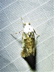 Ponometia phecolisca