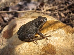 Pseudacris brachyphona