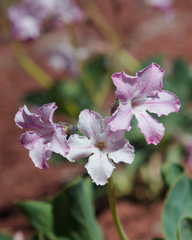 Cycladenia humilis jonesii