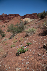 Cycladenia humilis jonesii