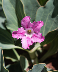 Cycladenia humilis jonesii