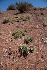Cycladenia humilis jonesii