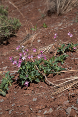 Cycladenia humilis jonesii
