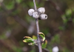 Olearia bullata