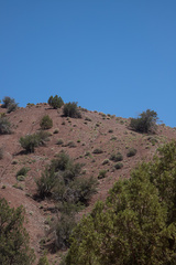 Cycladenia humilis jonesii