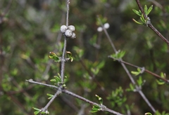 Olearia bullata