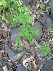 Bidens parviflora