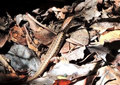 Concinnia brachysoma