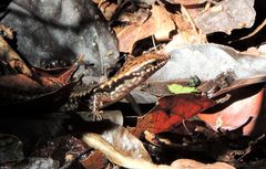 Concinnia brachysoma