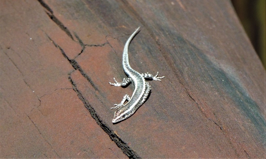 Adams’ Snake-eyed Skink from Dingo Beach QLD 4800, Australia on May 14 ...