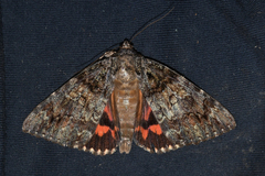 Catocala ilia-complex