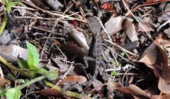 Diporiphora australis