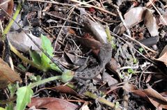 Diporiphora australis