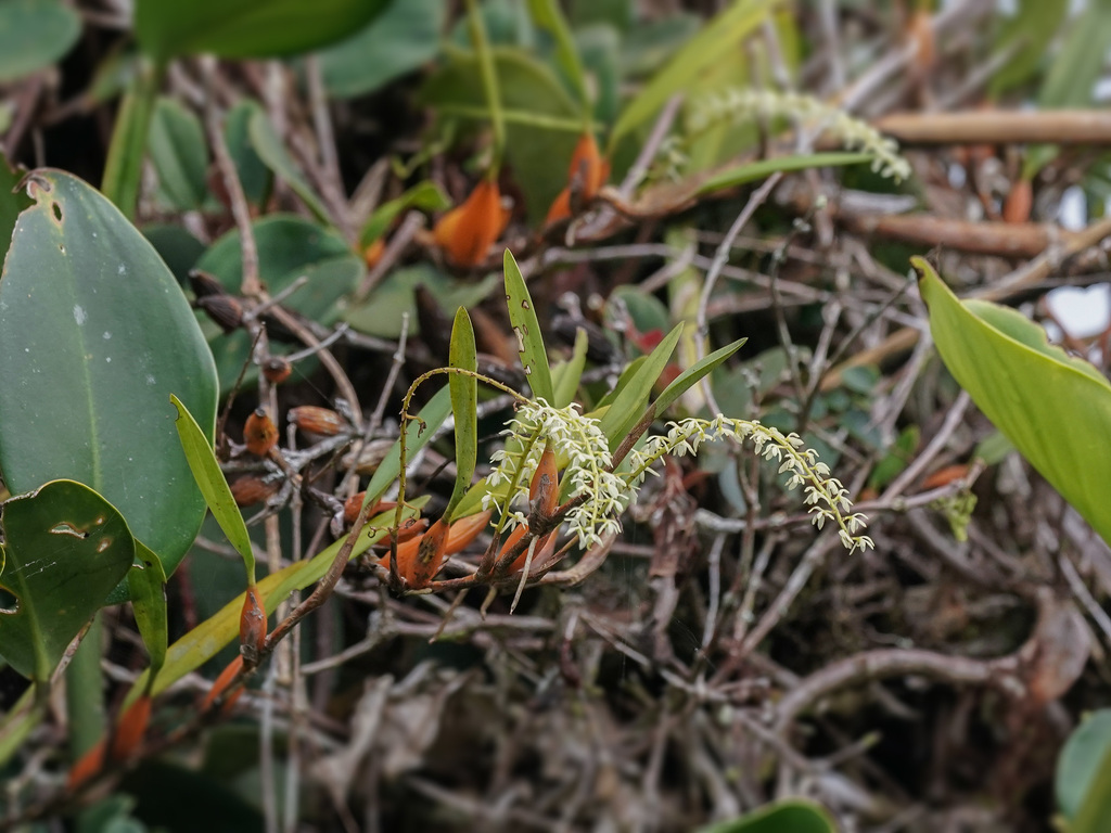 Coelogyne pallide-flavens