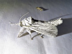 Inguromorpha itzalana