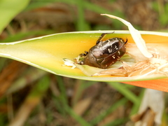 Protaetia orientalis sakaii