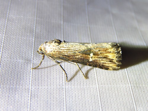 Verbena Moth photo 6