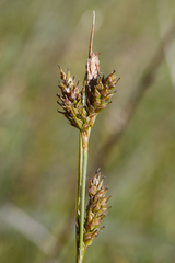 Carex gynodynama
