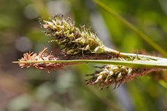 Carex gynodynama