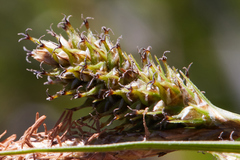 Carex gynodynama