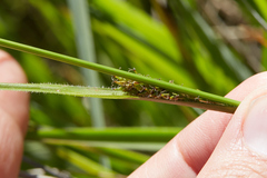 Carex gynodynama