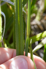 Carex gynodynama