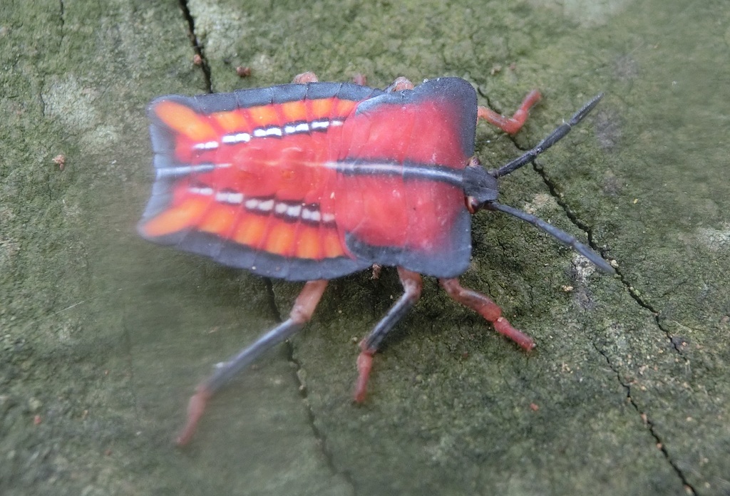 Lychee Stink Bug from 台灣彰化縣 on May 7, 2022 at 12:04 PM by r88621108 ...
