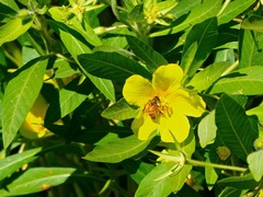 Ludwigia peploides montevidensis