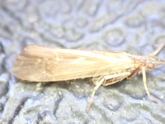 Limnephilus auricula