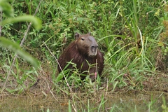 Hydrochoerus isthmius