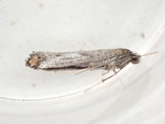 Pseudoswammerdamia combinella