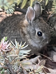 Sylvilagus