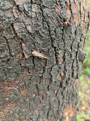 Eucriotettix oculatus
