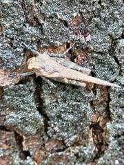 Eucriotettix oculatus