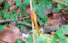 Crocothemis servilia