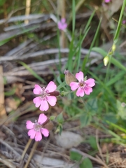 Silene acutifolia