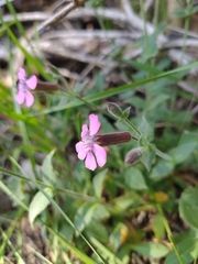 Silene acutifolia
