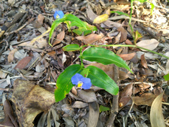 Commelina ensifolia