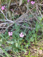 Silene acutifolia