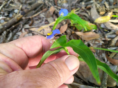 Commelina ensifolia