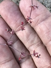 Centrostegia thurberi