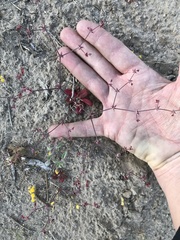 Centrostegia thurberi