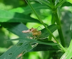Oxyopes