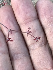 Centrostegia thurberi